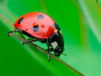 Ladybug match3