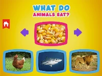 What do animals eat