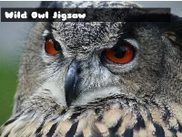 Wild owl jigsaw