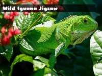 Wild iguana