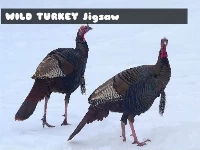 Wild turkey jigsaw